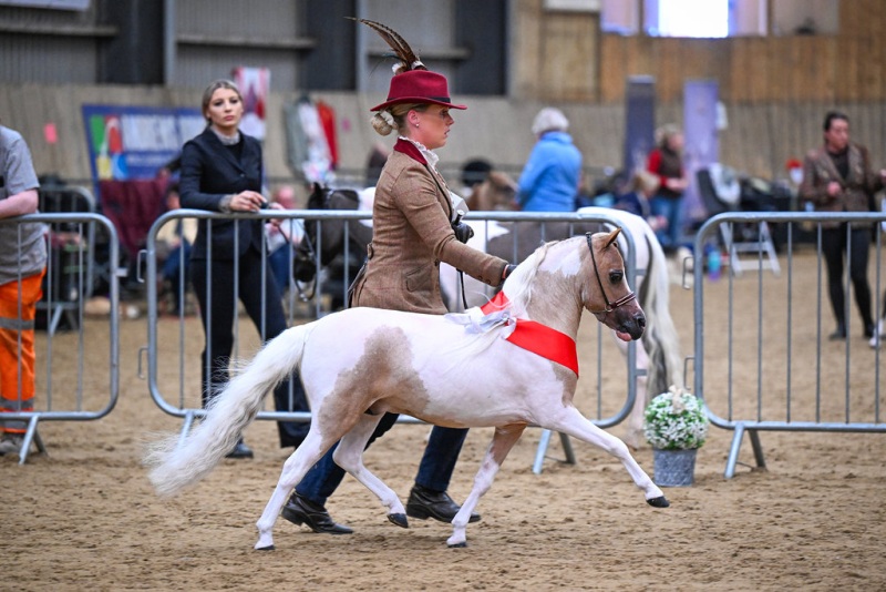 Emma-Armitage-Horse_Pony-Pandoras-Conquistadors-Bvlgari