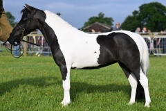 Sue-Mettler-Horse_Pony-DONABI-UK-Eagles-Chantilly-Lace