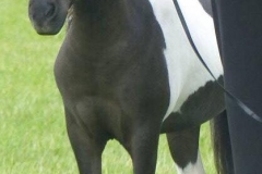 Donabi UK Eagles Filigree