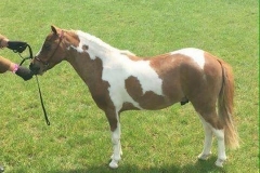 Donabi UK UNO Cartier bred by Eileen Yaxley
