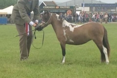 Donabi UK Uno's Love Story and Tom Miller