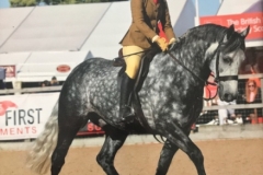 Mollie-Jeffrey-and-Woodfield-Jovial-Joker