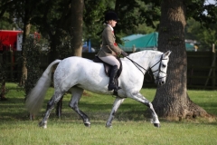 Esther-Edwards-Horse_Pony-Ballinaguilkey-Minstreal
