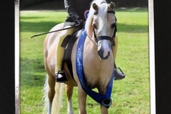 Livie Smith and Westfirle Golden Oriole