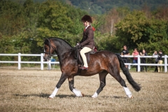 Ianna-Grant-Horse_Pony-Ceulan-Steph