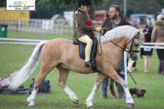 Jemima-Makin-Jones-Horse_Pony-Wernderris-Charlie-Fox-