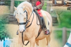 Harriett-Platt-Horse_Pony-Sangrug-Lily-May
