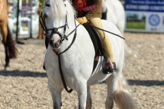 Jemima-Makin-Jones-Horse_Pony-Nantfforhog-Blue-Moonstar