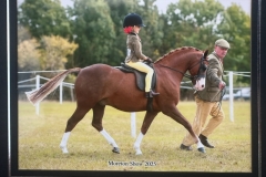 Beatrice-Stanford-Horse_Pony-Cadlanvalley-Glyndwr