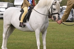 Darcey-Watson-Horse_Pony-Thistledown-Windago