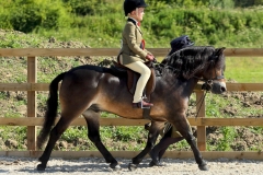 Harry-Defty-Horse_Pony-Finan