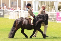 Queenie-Follows-Horse_Pony-Ladbury-Pretender