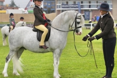 Reeva-Gardner-Horse_Pony-Gwyrddparc-Haribo