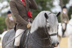 Ben-Ferris-Horse_Pony-Playmaker