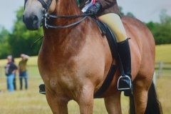 Jenny-Crook-Horse_Pony-Redpark-Mysteryman