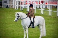 Lesley-Parker-Horse_Pony-Castle-Neptune