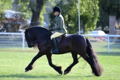 Heather-Comley-Horse_Pony-Griseburn-Merlin
