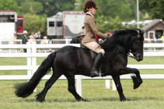 Lucy-Evans-Horse_Pony-Morlandsdale-Magnus