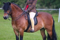 Jessica-Talbot-Horse_Pony-Collstone-Cascadian
