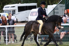 Davinia-johnson-Horse_Pony-Stowbrook-red-kite