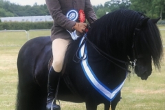 Brian-Williams-and-Wellbrow-Diplomat