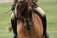 April-Gilmartin-Horse_Pony-Kingdom-of-Ryedale