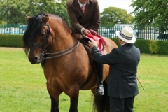 Brian-Williams-Horse_Pony-Donald-of-Muck