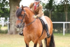 Clare-Fitch-Horse_Pony-Valerock-Monroe