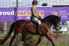 Vicki-smith-Horse_Pony-Okedene-Justin