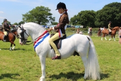 Alexandra-Svensson-Horse_Pony-Hoekhorst-Example
