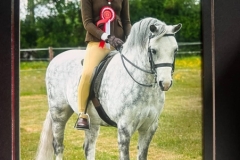 Lilly-Richardson-Horse_Pony-Marsh-Walk-On-By