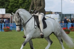 Lois-dickie-Horse_Pony-Dukeshill-penny-pincher