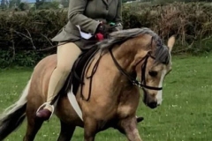 Liane-Evans-and-Cadlanvalley-Camilla