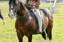 Harriet-Glenn-and-Glebedale-Jonny-Depp