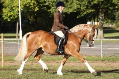Danielle-Bourne-Horse_Pony-Coedeneirin-Flashman