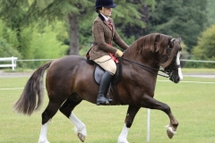 Georgie-Collins-Horse_Pony-Mattsfield-I-See-Fire