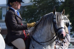 Nicole-matthews-Horse_Pony-Trevallion-mr-shelby