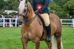 Kelly-Morris-and-Abbeyvale-Higher-Love