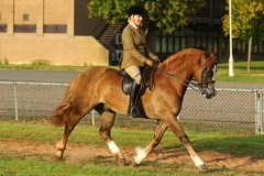 Simone-Harrison-and-Wishaw-Red-Admiral