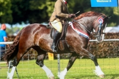 Sophia-Chambers-and-Haighmoor-Prydferth