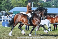 Katie-Parry-Evans-Horse_Pony-Trevallion-Culhwch