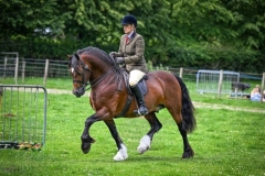Kelly-Morris-Horse_Pony-Erwfforch-Carwyn