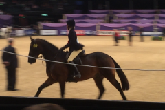 Lucy Eddis Horse:Pony Cashel Bay JJ