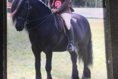 Hayley Reynolds and Wellbrow Diplomat