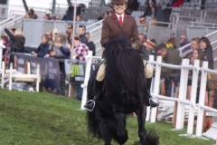 Hayley Reynolds Horse:Pony Bracklinn Jackpot