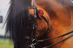 Bobby Bright and Moss-Side McLaren