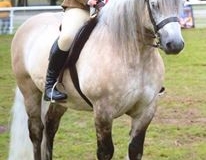 Oscar of edinglassie and Libby Faulkner