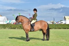 Tracey Milward Horse:Pony Lochlands Gypsy Baron