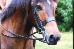 Hayley Reynolds Horse:Pony Okedene Justin