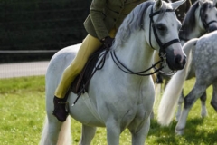 Jed Williams and Waxwing Painter